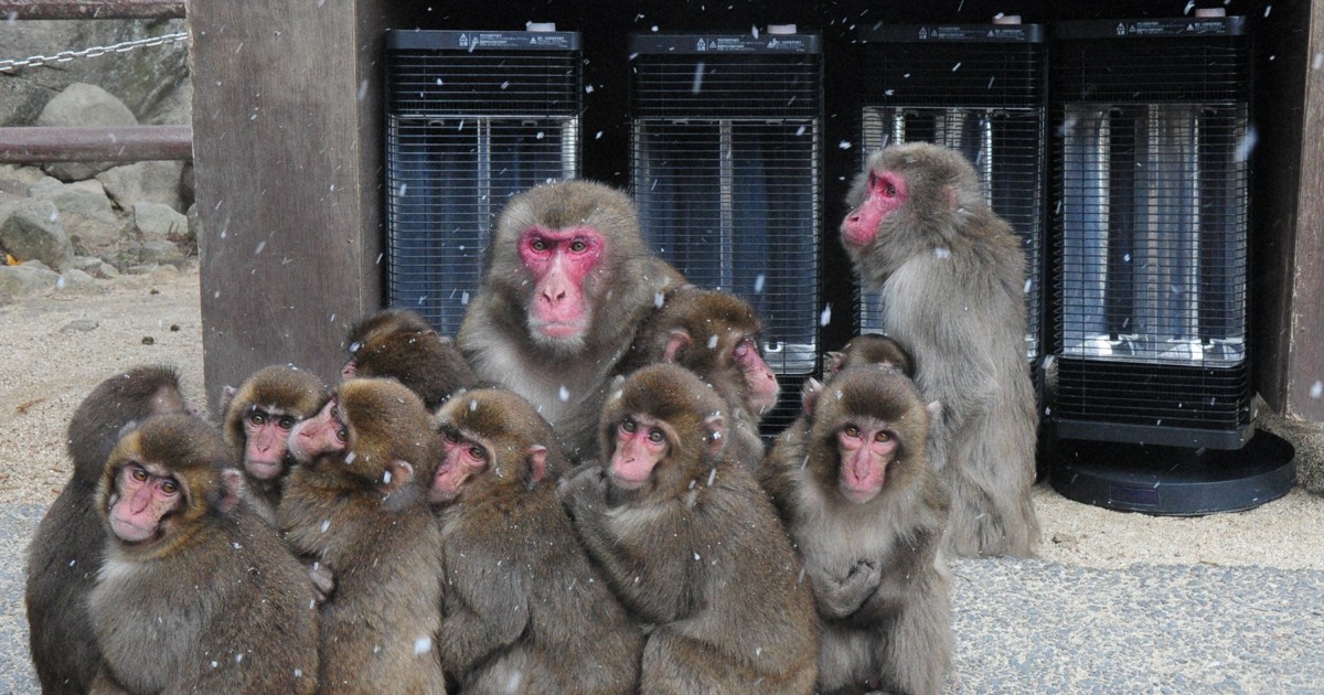 Southwest Japan zoo provides heaters to keep visiting wild monkeys