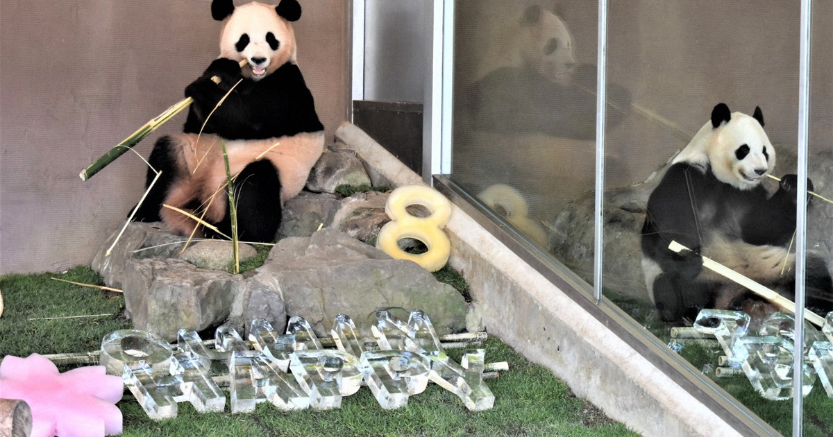 和歌山アドベンチャーワールドの親子パンダ3頭、2月22日に中国返還