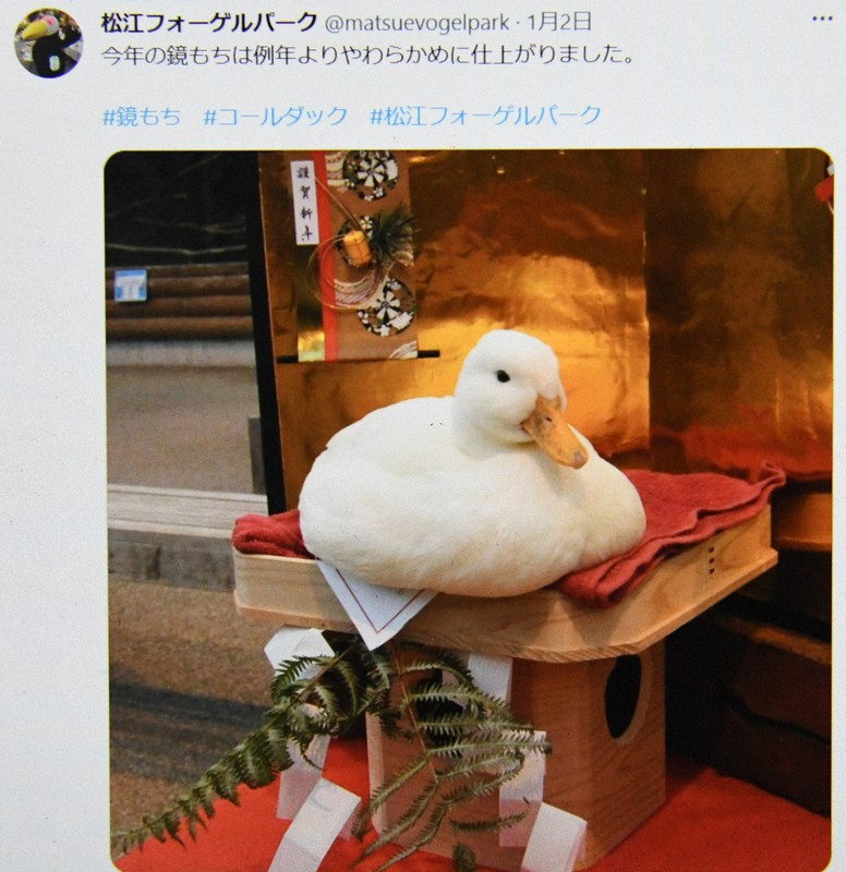 まるでつきたて鏡餅 モフモフのコールダック「しらたま」人気 | 毎日新聞