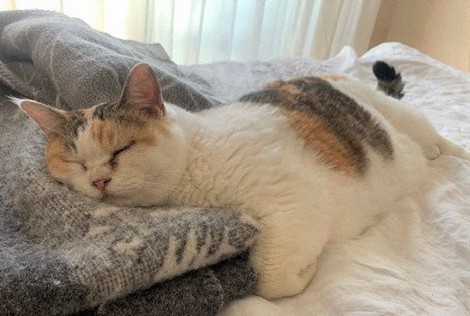 みっけ！？ 三毛猫、毛色の謎 ぞっこん研究者ら「遺伝子探索