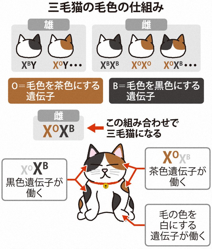 みっけ！？ 三毛猫、毛色の謎 ぞっこん研究者ら「遺伝子探索