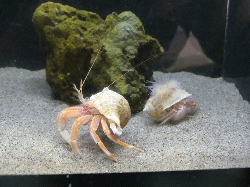 個性的、深海のヤドカリ 蒲郡・竹島水族館 ／愛知 | 毎日新聞