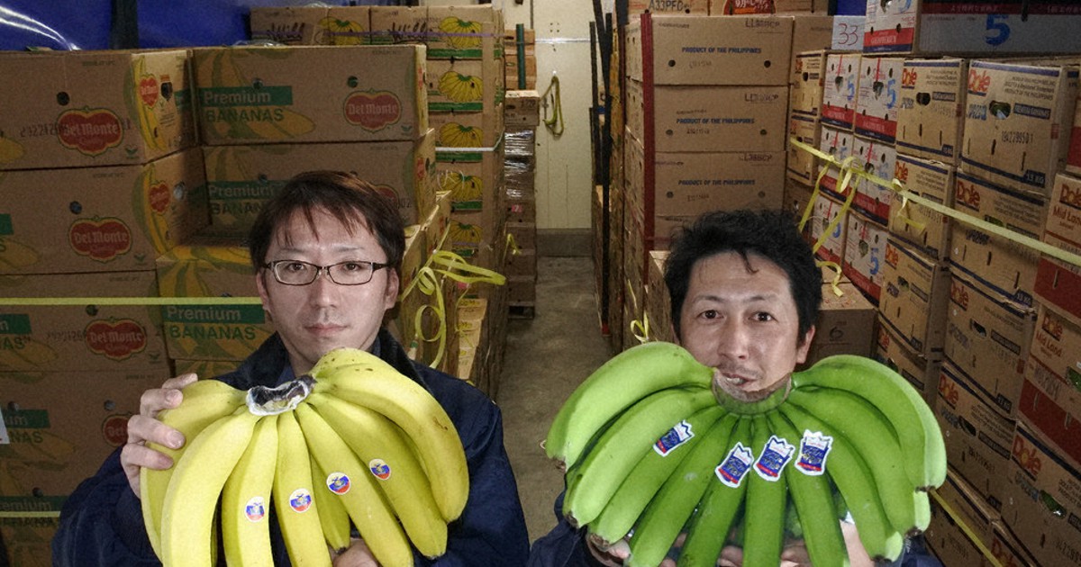 boss様確認用 バナナ苗 【公式通販】