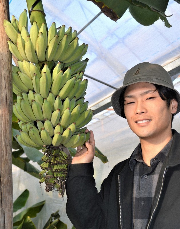 boss様確認用 バナナ苗 【公式通販】