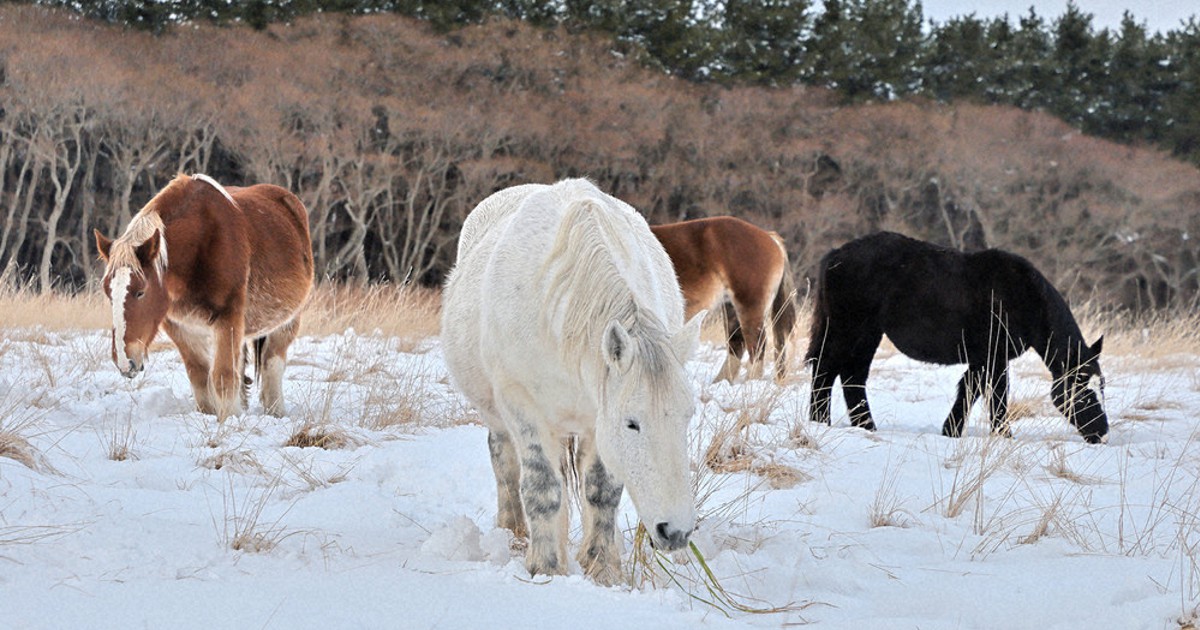 冬馬  ワドーHST中型除雪機SX1510T 15馬力 ディーゼルエンジン 除雪幅101cm