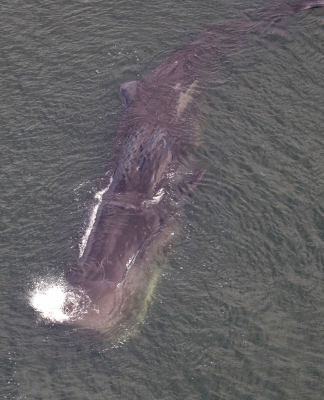 大阪湾のクジラ 発見から2日たってもとどまる [写真特集2/7] | 毎日新聞