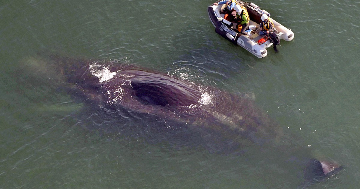 大阪湾に流れ着いたマッコウクジラ 4日目 [写真特集1/10] | 毎日新聞