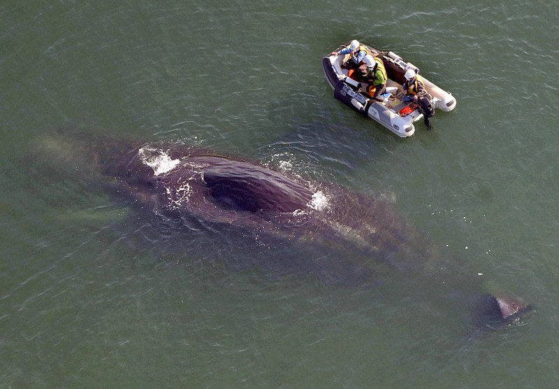 大阪湾に流れ着いたマッコウクジラ 4日目 [写真特集1/10] | 毎日新聞