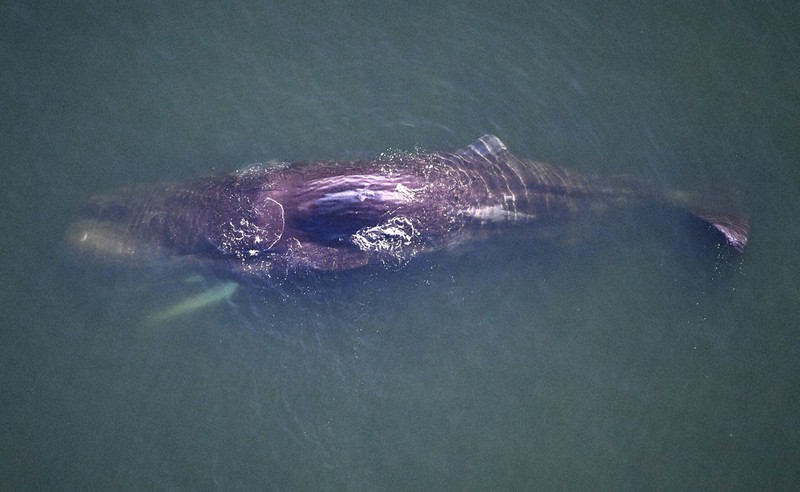 動かぬ淀川クジラ 専門家「絶命可能性高い」 | 毎日新聞