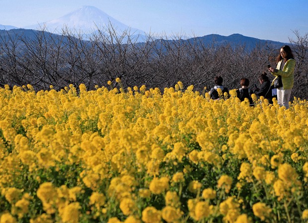 Canola flowers at east Japan park with Mt. Fuji in