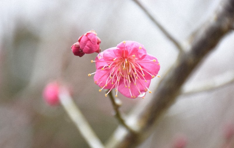 ほころぶ梅の花、近づく春の訪れ 奈良・月ケ瀬梅林 ／奈良 | 毎日新聞