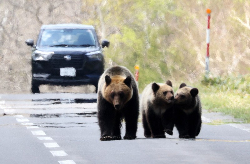 Record 1,056 brown bears caught and killed in Hokkaido in FY 2021 The