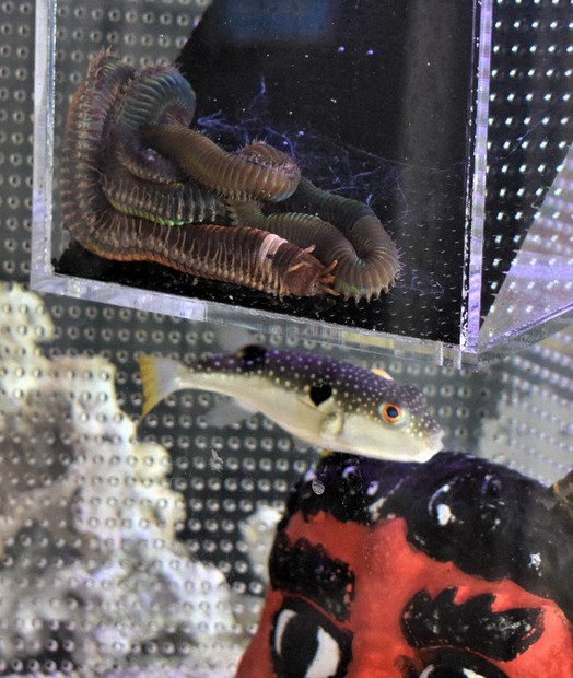 もうすぐ節分 水中に「オニ」と「福」 すさみ町立エビとカニの水族館 もうすぐ節分 水中に「オニ」と「福」 すさみ町立エビとカニの水族館