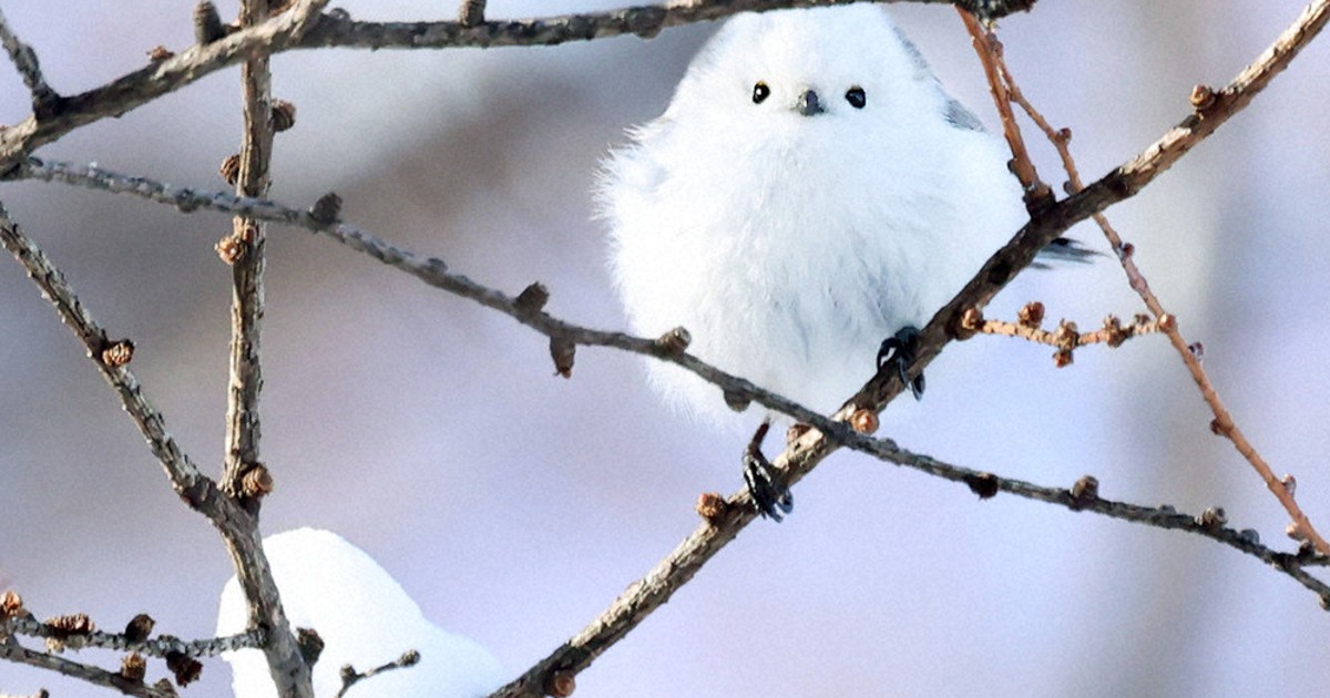 シマエナガ 大寒の日、雪の妖精 | 毎日新聞
