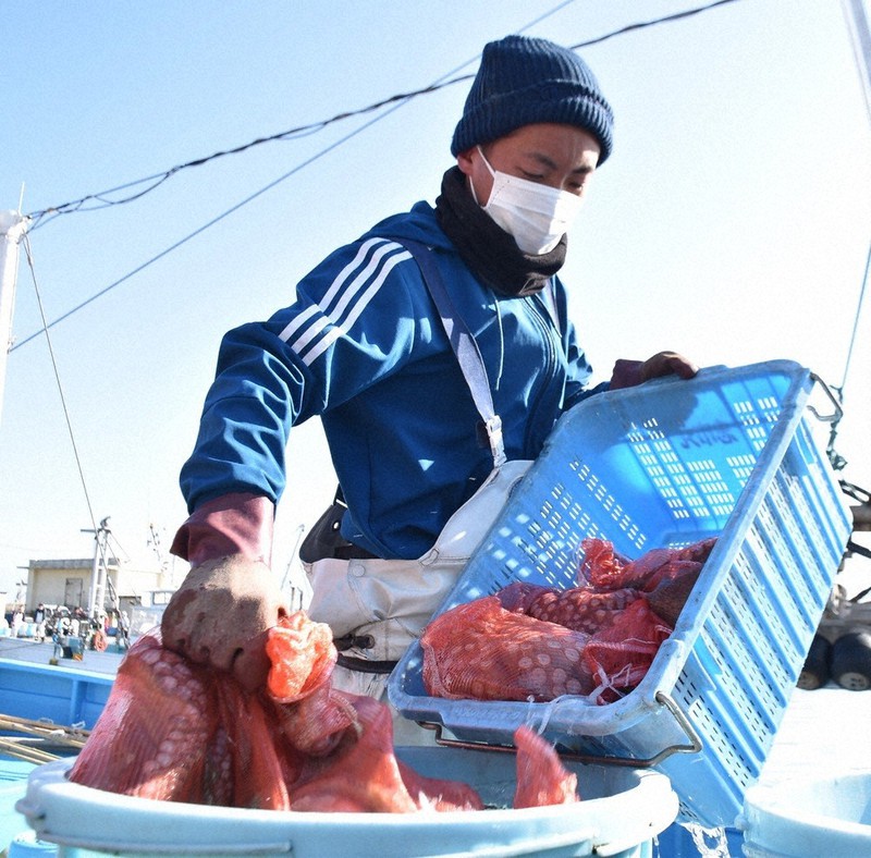 タコつぼ漁本格化 高品質でプリプリ 鹿島灘漁港 ／茨城 | 毎日新聞