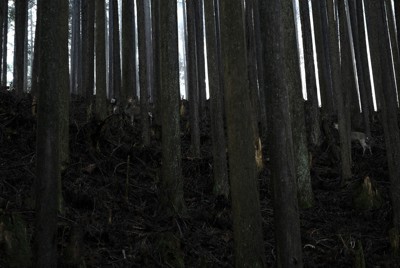 金峯神社を過ぎ、吉野と熊野を結ぶ修験者の山岳道「大峯奥駈道」を歩いた。木々の合間に鹿が見え隠れした＝奈良県吉野町で