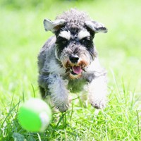 【✳︎toto✳︎さま】vintage ୨୧ 小さな ワンちゃん set ✳︎toto✳︎さま】vintage ୨୧ 小さな ワンちゃん set ✳︎toto