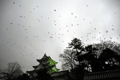 日没後、大垣城の上空を飛び回るカラス＝岐阜県大垣市で