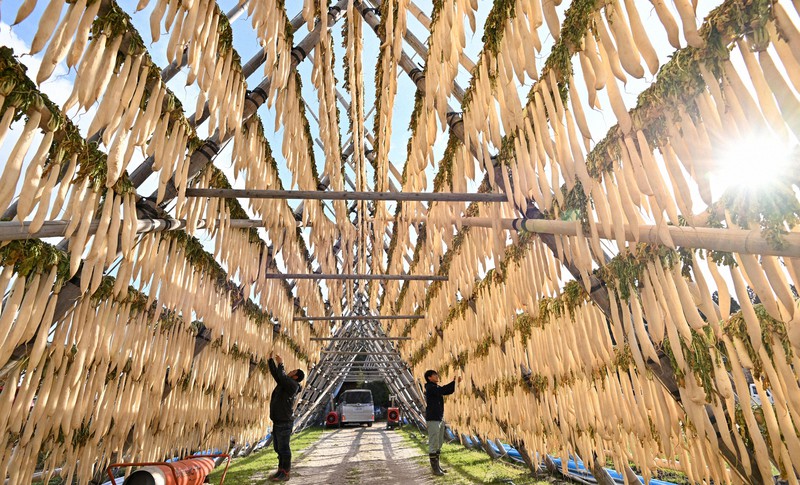 大根の屋根、寒風でうまみギュッと 宮崎で漬物用を天日干し | 毎日新聞