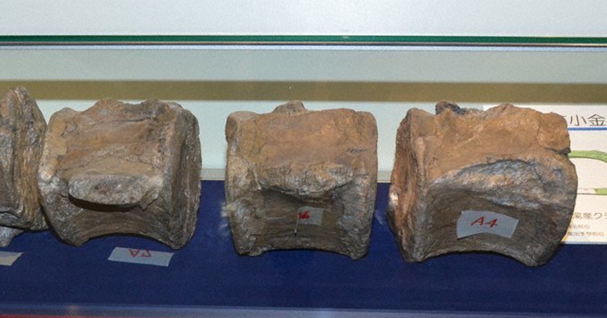 札幌で発見、900万年前クジラ化石 14メートル骨格標本を公開 きょうと