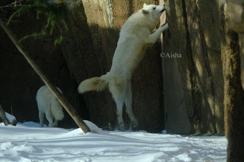 カメラ少女・藍沙のいきもの大好き：ホッキョクオオカミ 美しく
