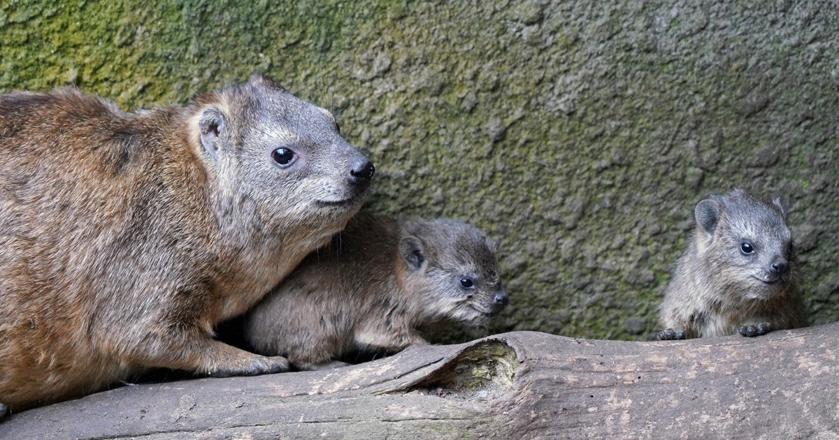 ネズミっぽいけどゾウに近い? ケープハイラックスの赤ちゃん誕生
