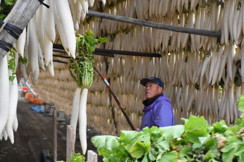 冬空を突く「大根やぐら」 宮崎の伝統農法に魅せられた親子2代 | 毎日新聞