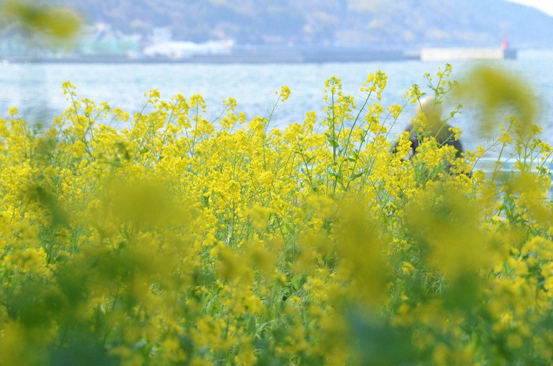 瀬戸内海見晴らす黄色いじゅうたん 伊予灘で菜の花見ごろ | 毎日新聞