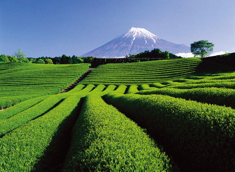 世界遺産10年 きょうは富士山の日 ふじのくに芸術回廊 「東アジア文化