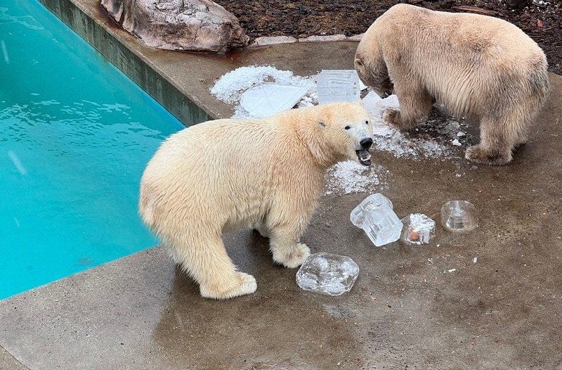 元気でねフブキ」 雪の中、別れ 男鹿水族館のホッキョクグマ ／秋田