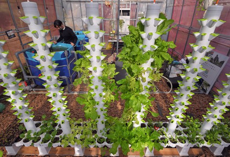 In Photos: 'Aquaponics' system combines aquaculture, hydroponic farming in Tokyo