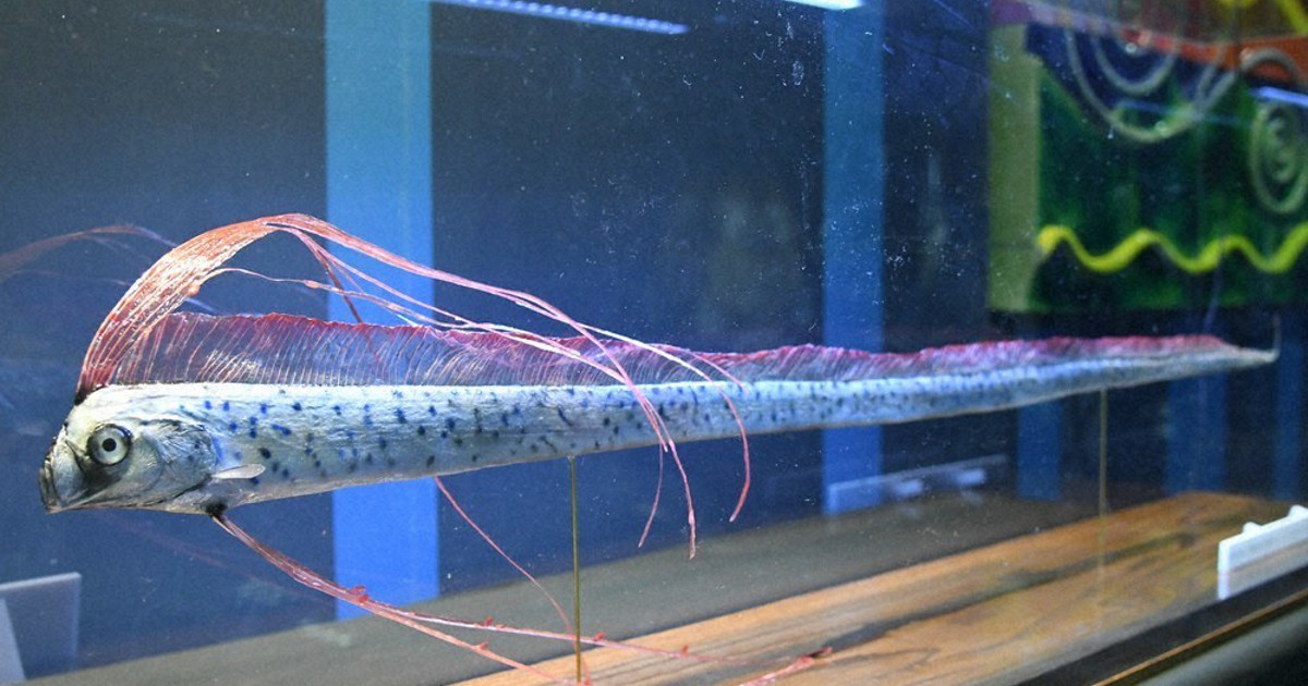 深海フトツノザメ胎児（コーティング済。剥製） 深海フトツノザメ胎児（コーティング済。剥製）