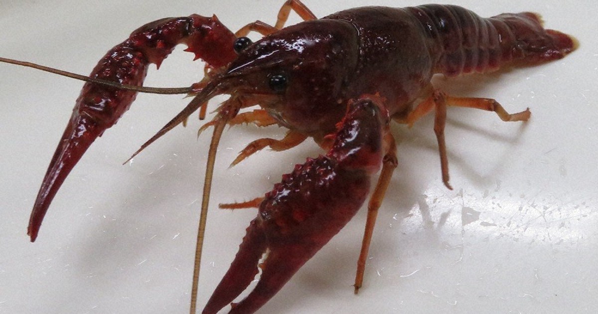 15歳のニュース 逃がしちゃダメ！ アメリカザリガニとミドリガメ 6月