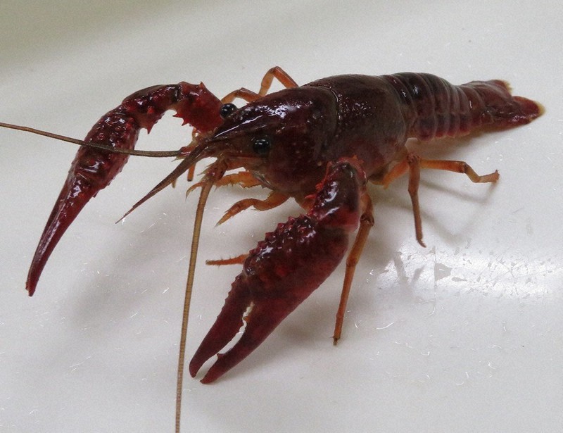 15歳のニュース 逃がしちゃダメ！ アメリカザリガニとミドリガメ 6月