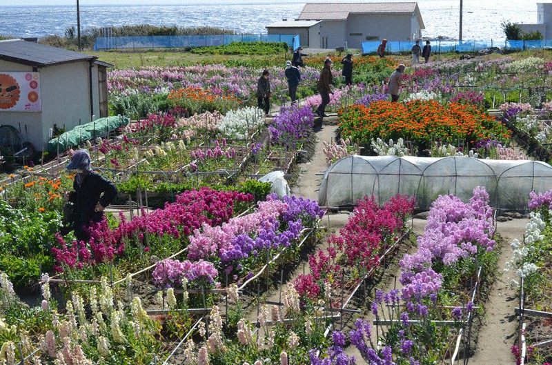 南房総、色とりどりの花摘み 観光客楽しむ 千田・白間津地区 ／千葉