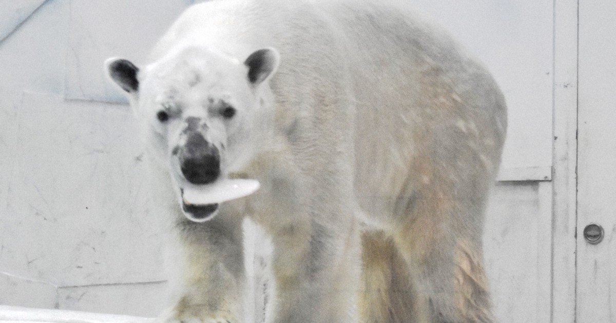 ホッキョクグマのライト、鹿児島行きを前に好物入りの氷 和歌山 | 毎日新聞