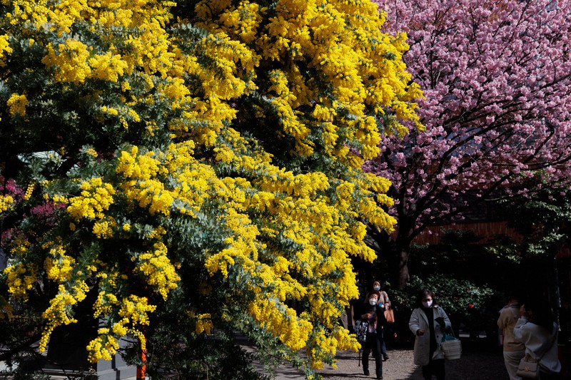 蔵前神社に二つの「春」 ミモザと桜満開 8日は国際女性デー | 毎日新聞