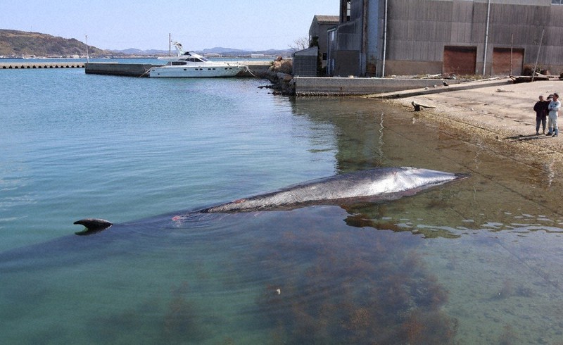死んだクジラが伊上漁港に漂着 長門 ／山口 | 毎日新聞