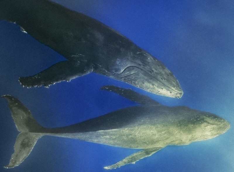 水中写真連載 So Blue：奄美で出会った大きな恋 北上するザトウクジラ
