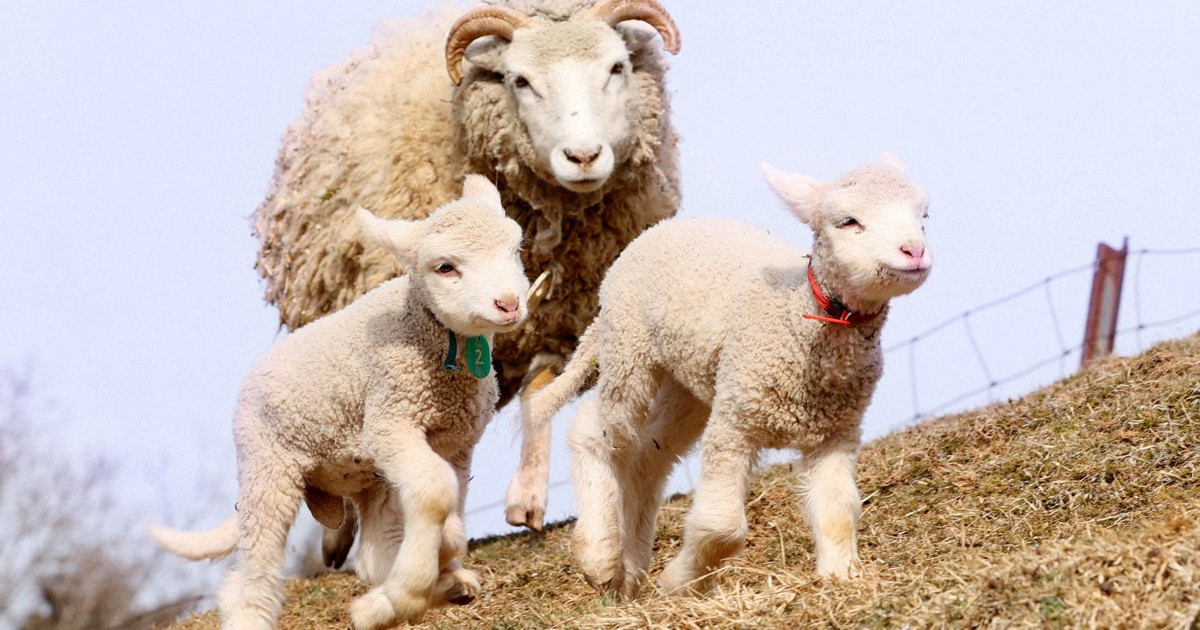 赤ちゃん羊が誕生ラッシュ 奈良・山添村「めえめえ牧場」 | 毎日新聞