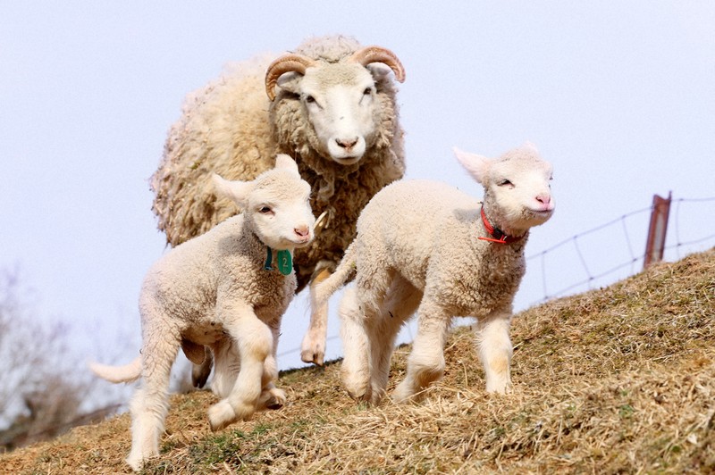 赤ちゃん羊が誕生ラッシュ 奈良・山添村「めえめえ牧場」 | 毎日新聞