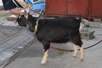 迷いヤギ、自らの足でパトカーに乗り込み保護　翌日飼い主へ　三重