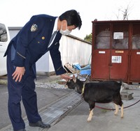 The goat that was being looked after by Mie Prefectural Police's Nabari Police Station is seen in Nabari, Mie Prefecture, on March 8, 2023. (Mainichi/Naoto Yamanaka)