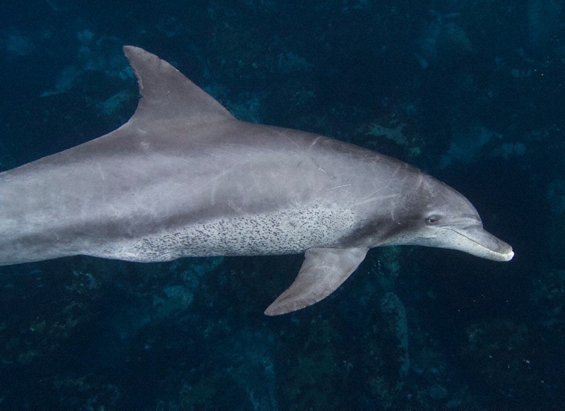 イルカ 6さいからのニュース：イルカ、もようで年れいわかる？ | 毎日新聞