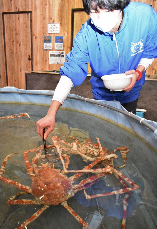 苦闘3年エビとカニの水族館 SNSに光明も電気代高騰が打撃 | 毎日新聞