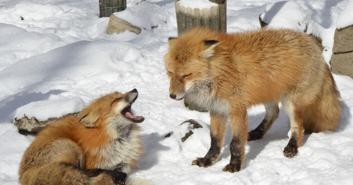 きつね様　確認用 きつね様 確認用 きつね様 確認用 ZX C-PL N | ケンコー・トキナー