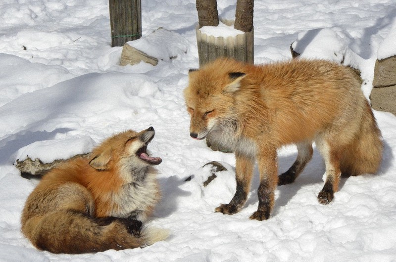 わたしのふるさと便：わたしの穴場 宮城県 「白石市・宮城蔵王キツネ村