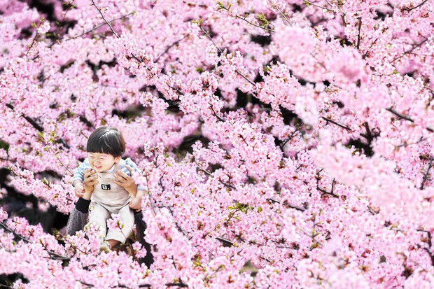 花冷え。開花宣言 Cherry Blossoms Are Blooming CD 開花宣言 - EP by