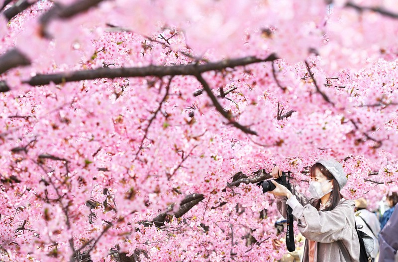 In Photos Earlyflowering cherry blossoms beautify Kyoto waterway The Mainichi