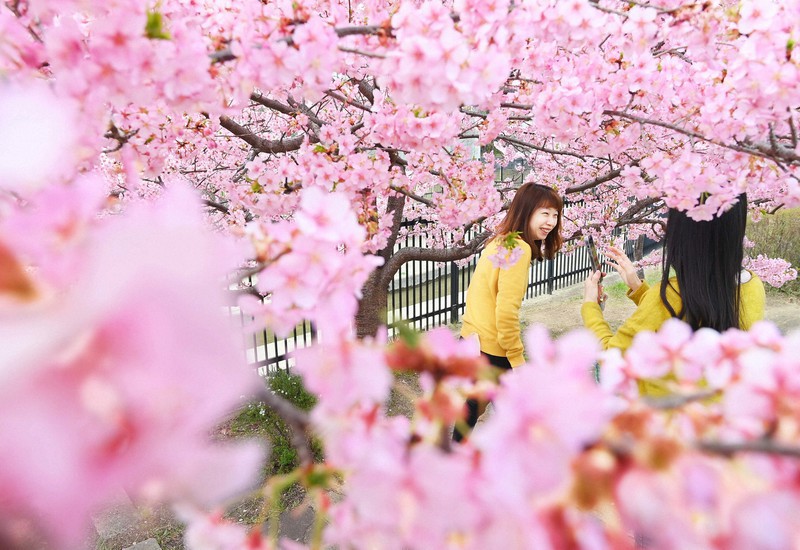 In Photos Earlyflowering cherry blossoms beautify Kyoto waterway The Mainichi